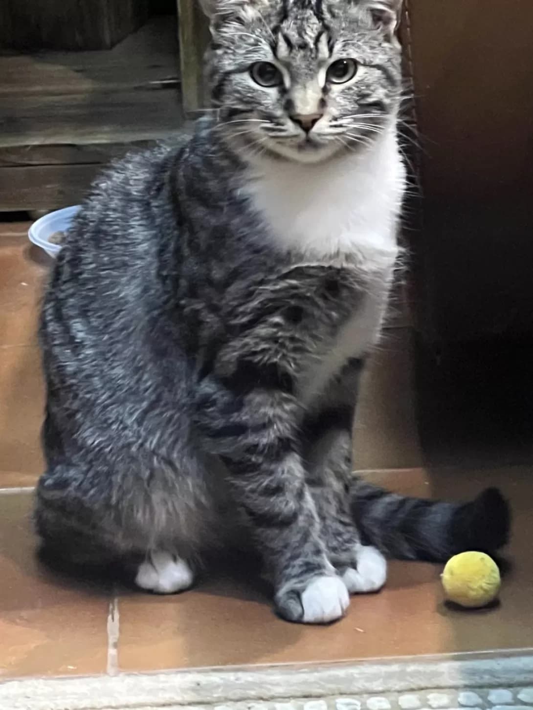 Robi (Робі), Mixed Breed (Happy Paw Kyiv Oblast)