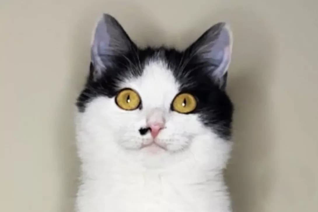 Broshka (Брошка), Mixed Breed (Happy Paw Kyiv)