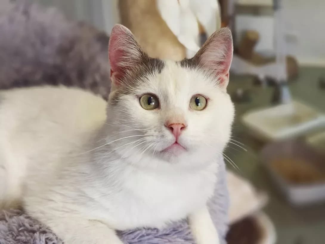 Genri (Генрі), Mixed Breed (Happy Paw Kyiv)