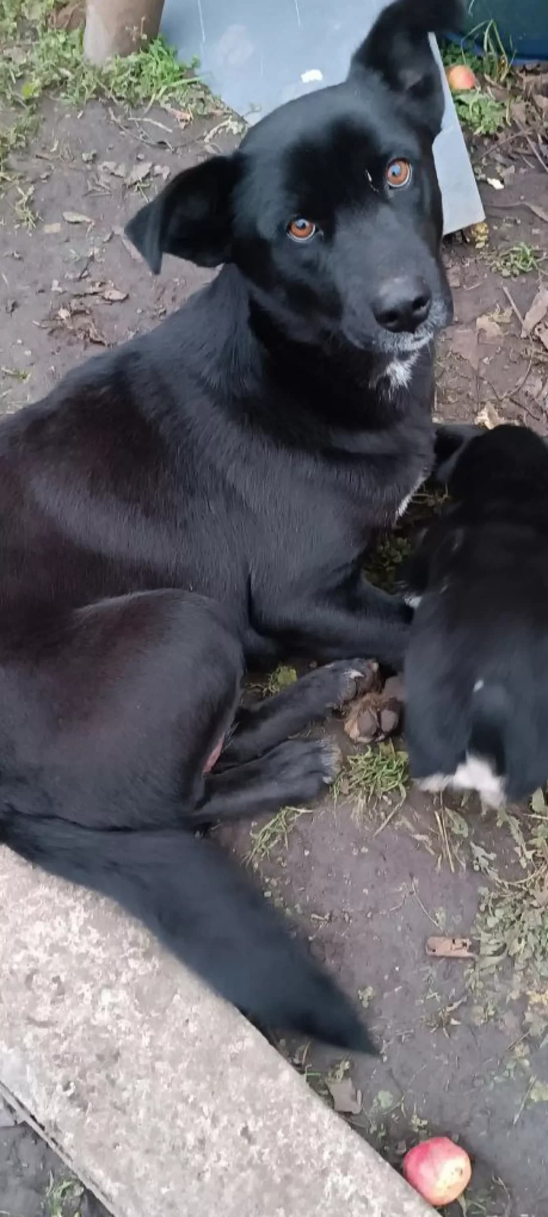 Luna (Луна), female young Mixed Breed for adoption at Happy Paw Volyn Oblast