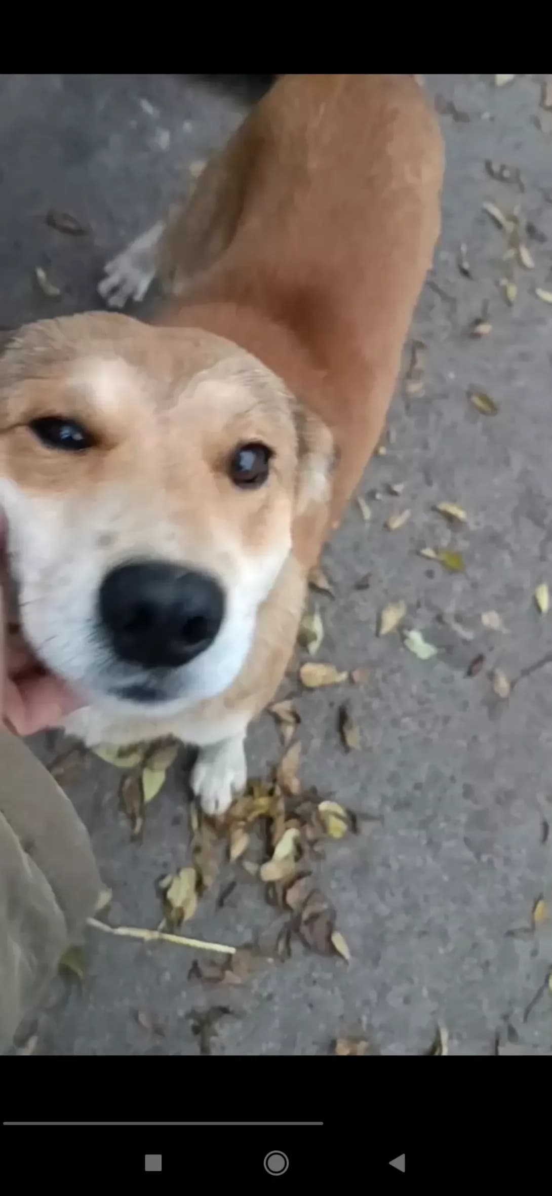 Rizhik (Рижик), male 3yo Mixed Breed for adoption at Happy Paw Volyn Oblast