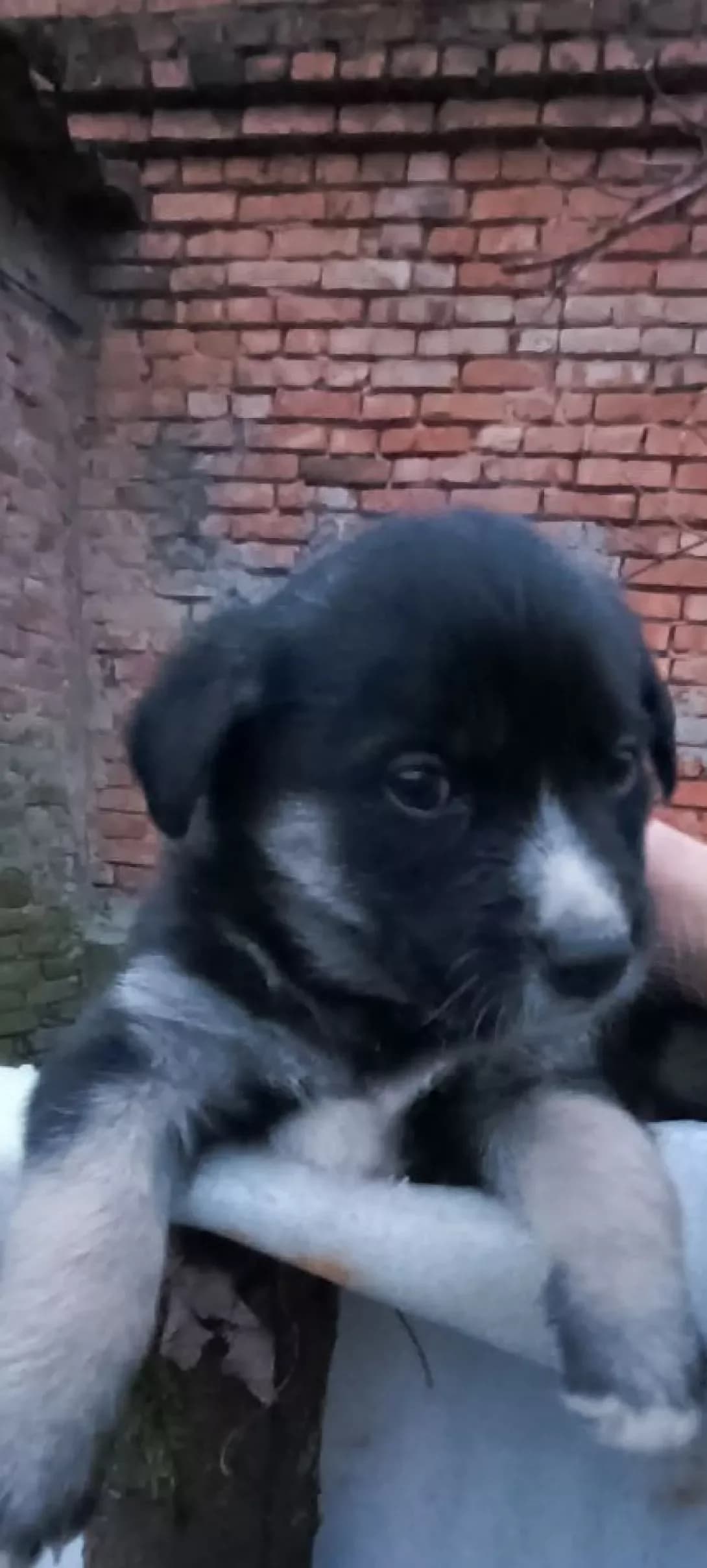 Mila (Міла), female puppy Mixed Breed for adoption at Happy Paw Volyn Oblast