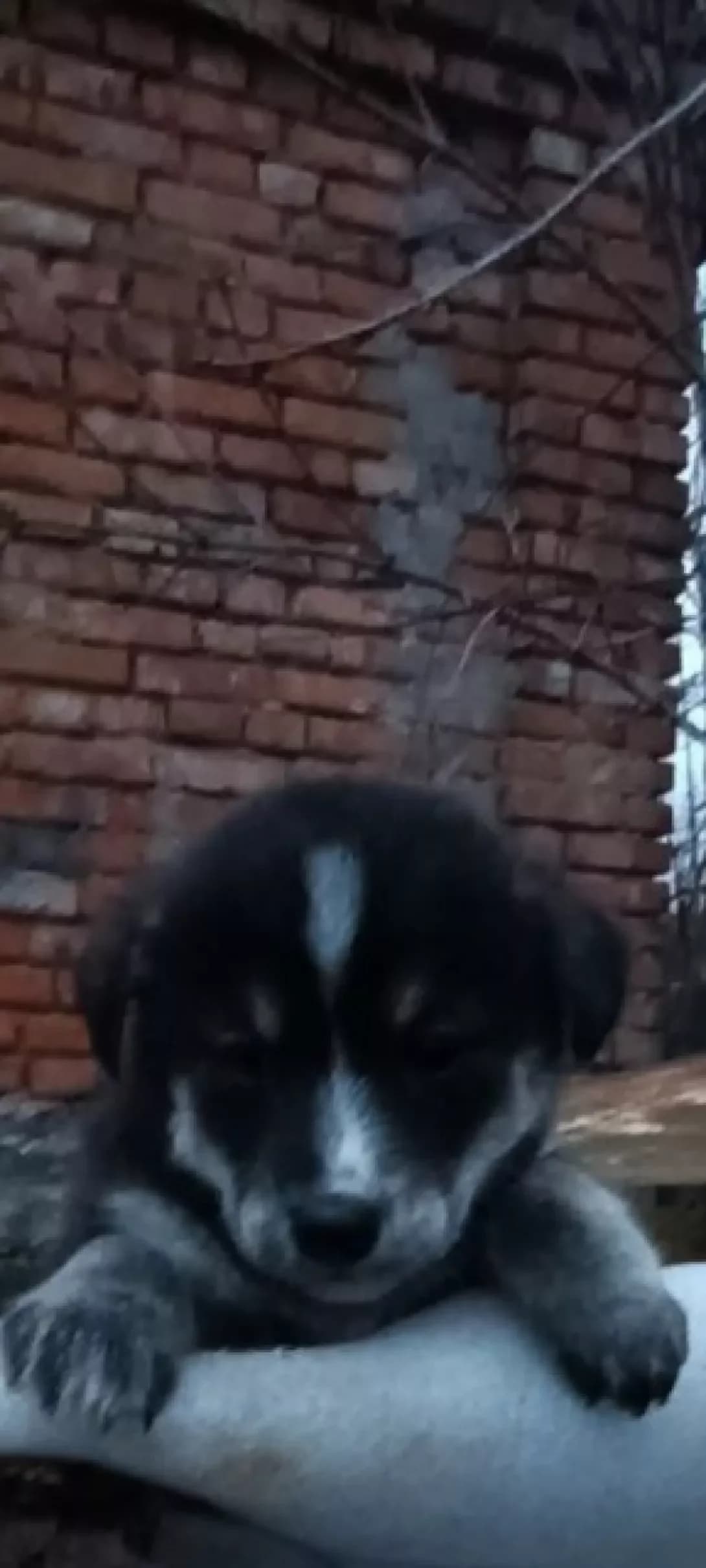 Knopa (Кнопа), female puppy Mixed Breed for adoption at Happy Paw Volyn Oblast