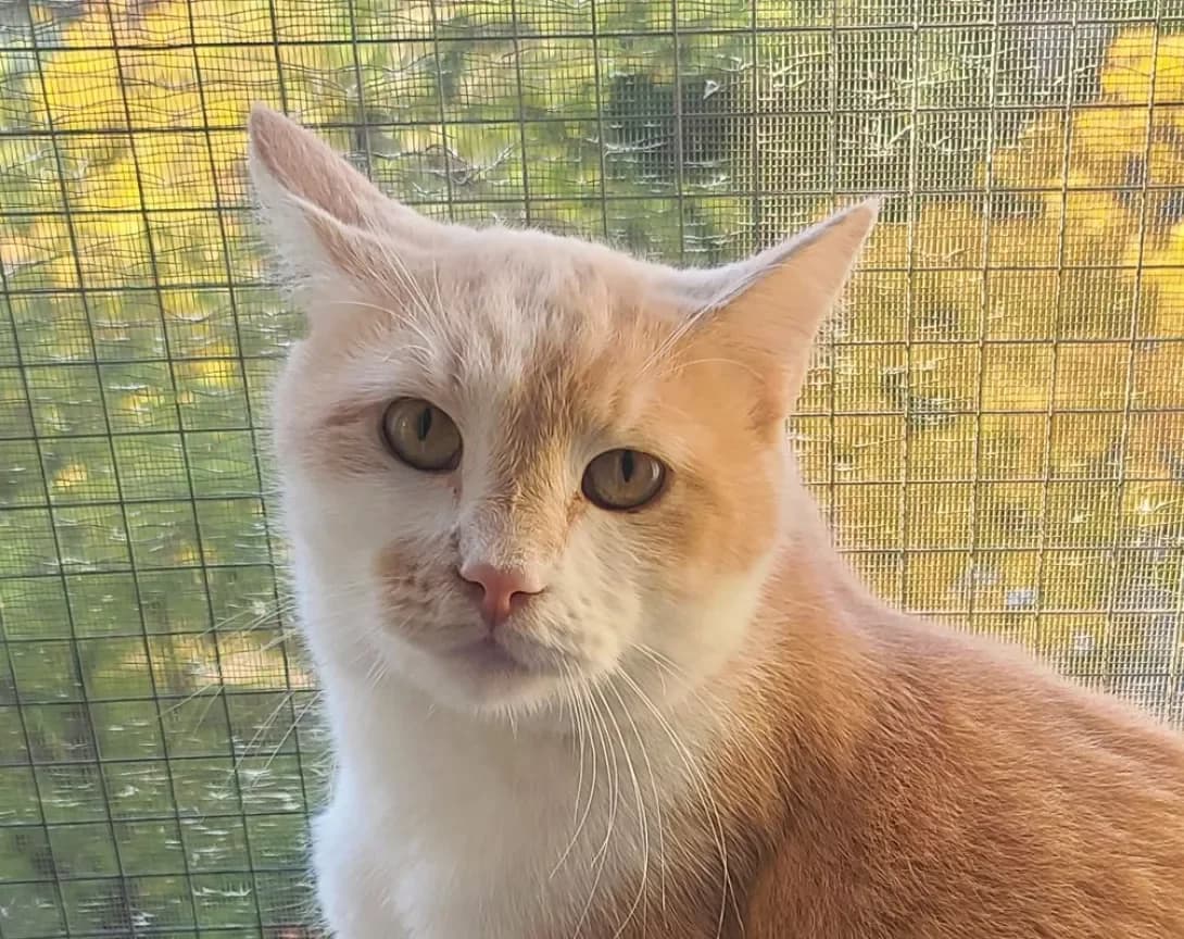 Persik (Персік), Mixed Breed (Happy Paw Kyiv)