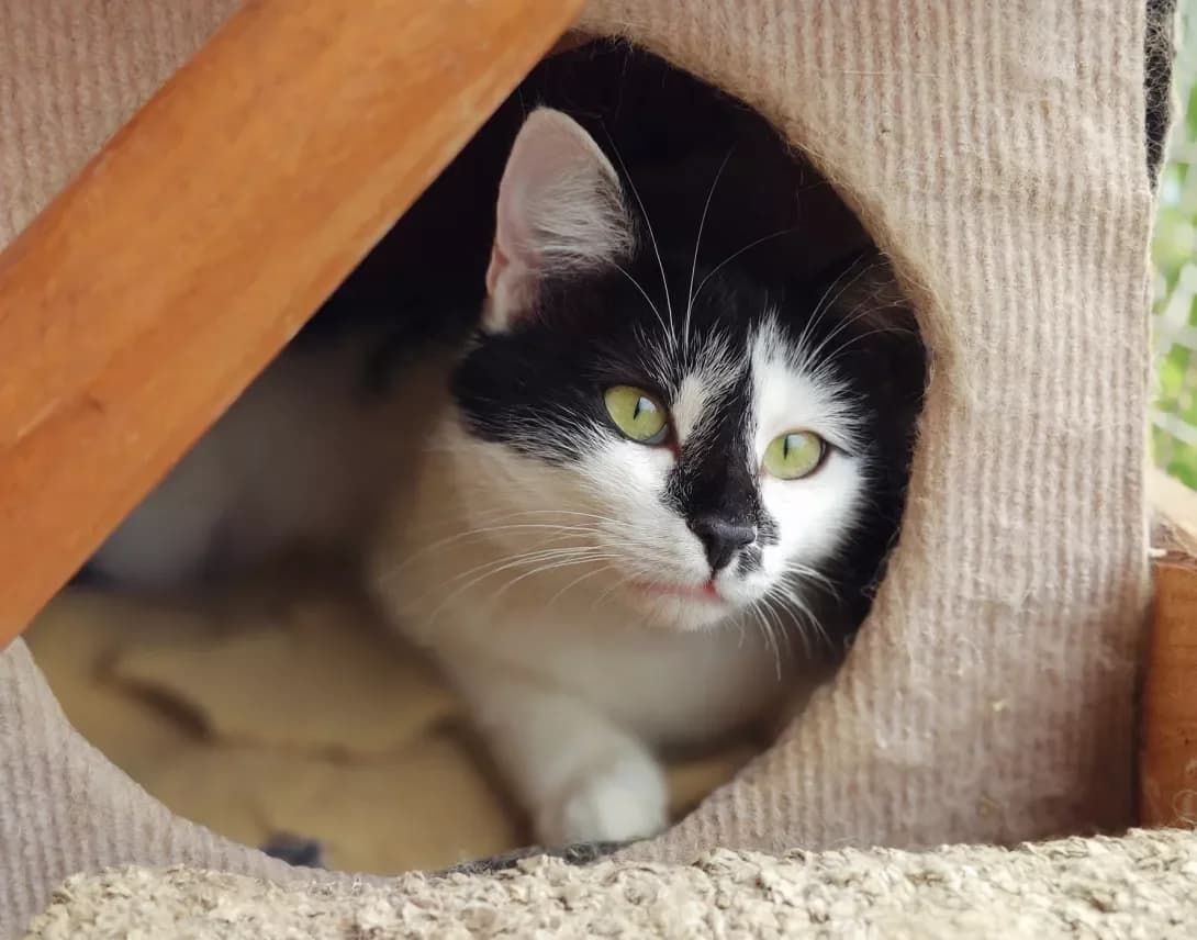 Panda (Панда), Mixed Breed (Happy Paw Kyiv)