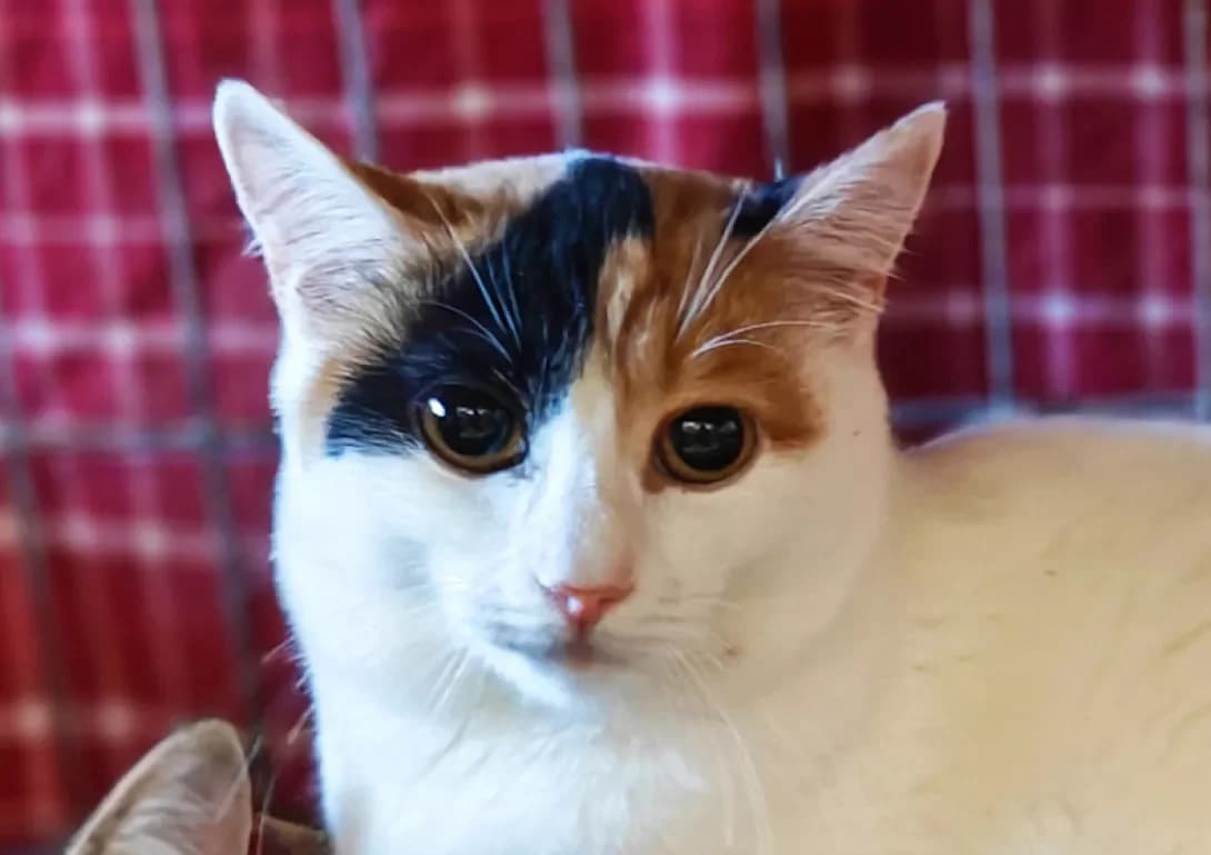 Sovushka (Совушка), Mixed Breed (Happy Paw Kyiv)