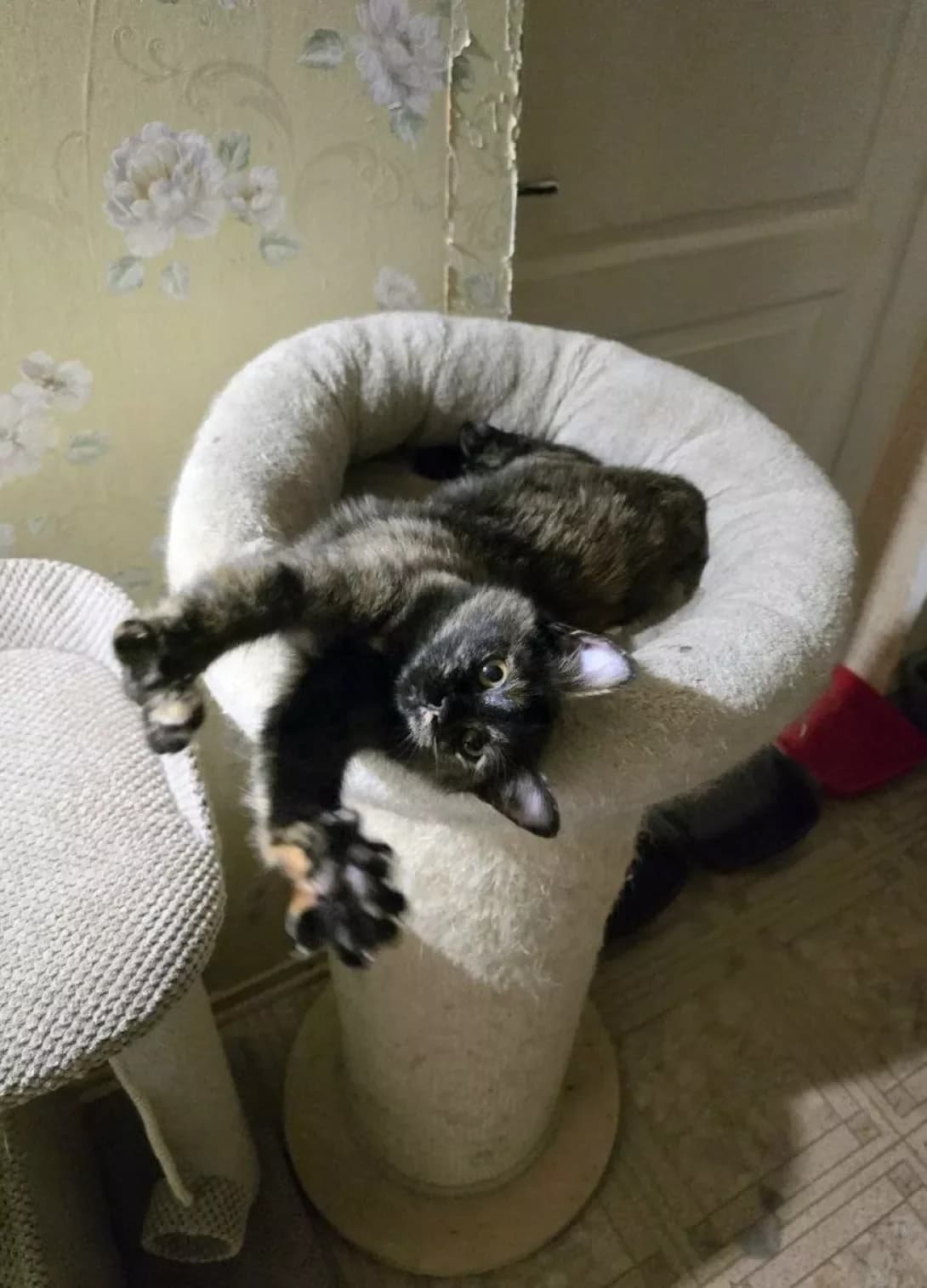 Divchata - koshenyata (Дівчата - кошенята), Mixed Breed (Happy Paw Dnipro)