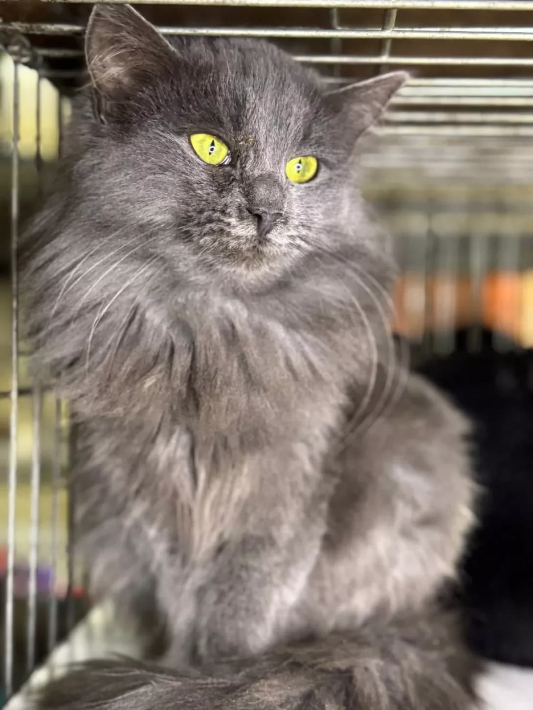 Sheyla (Шейла), Mixed Breed (Happy Paw Kyiv)