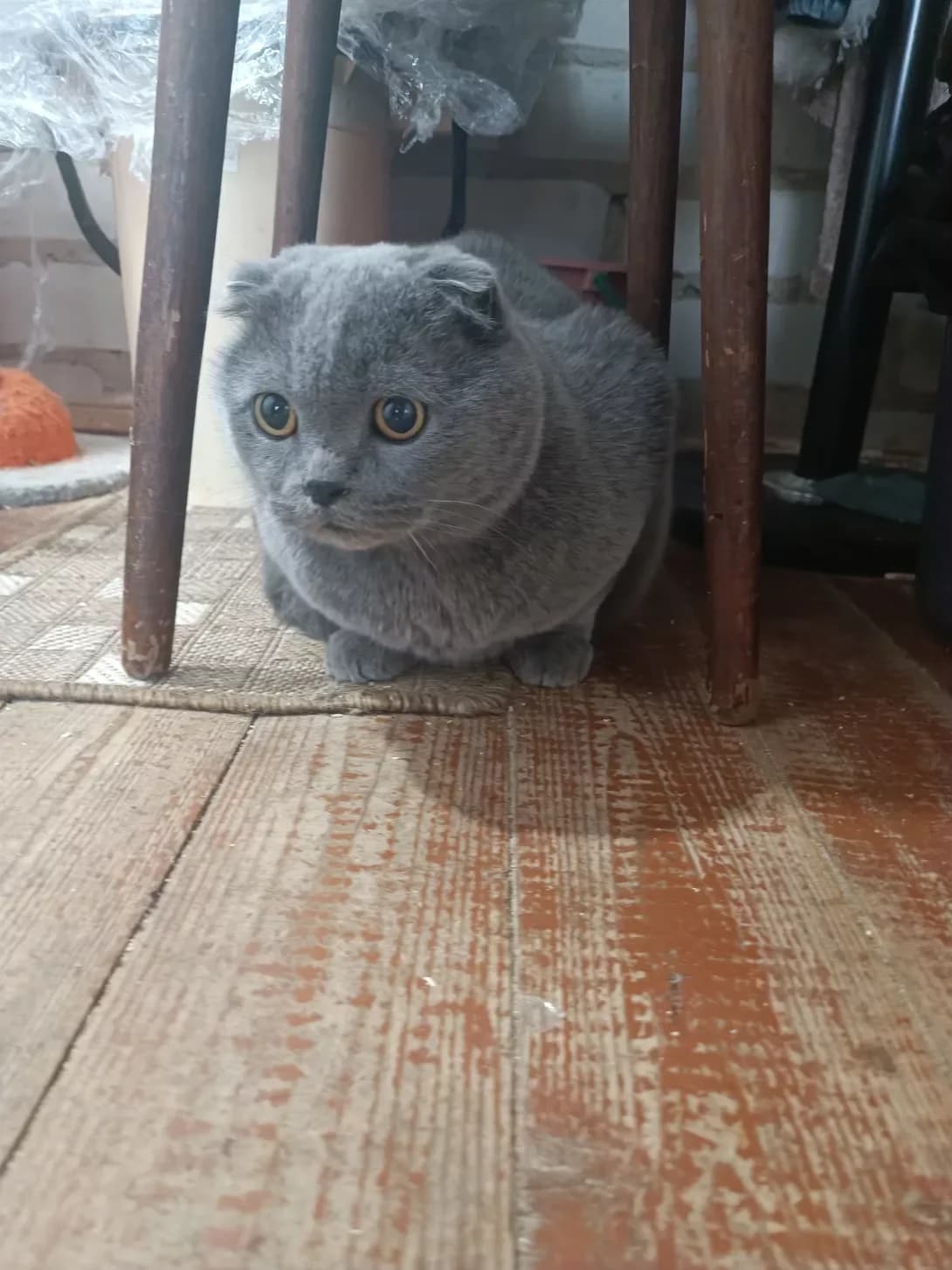 Timich (Тімич), male senior Mixed Breed for adoption at Happy Paw Mykolaiv Oblast