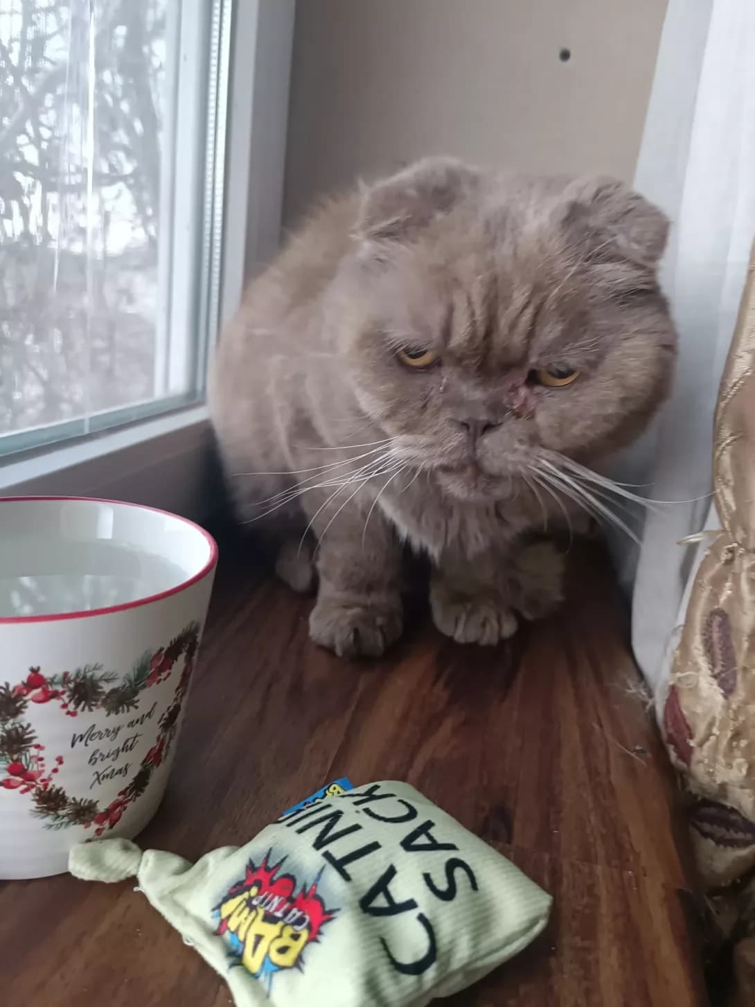 Persey (Персей), male 6yo Mixed Breed for adoption at Happy Paw Mykolaiv Oblast