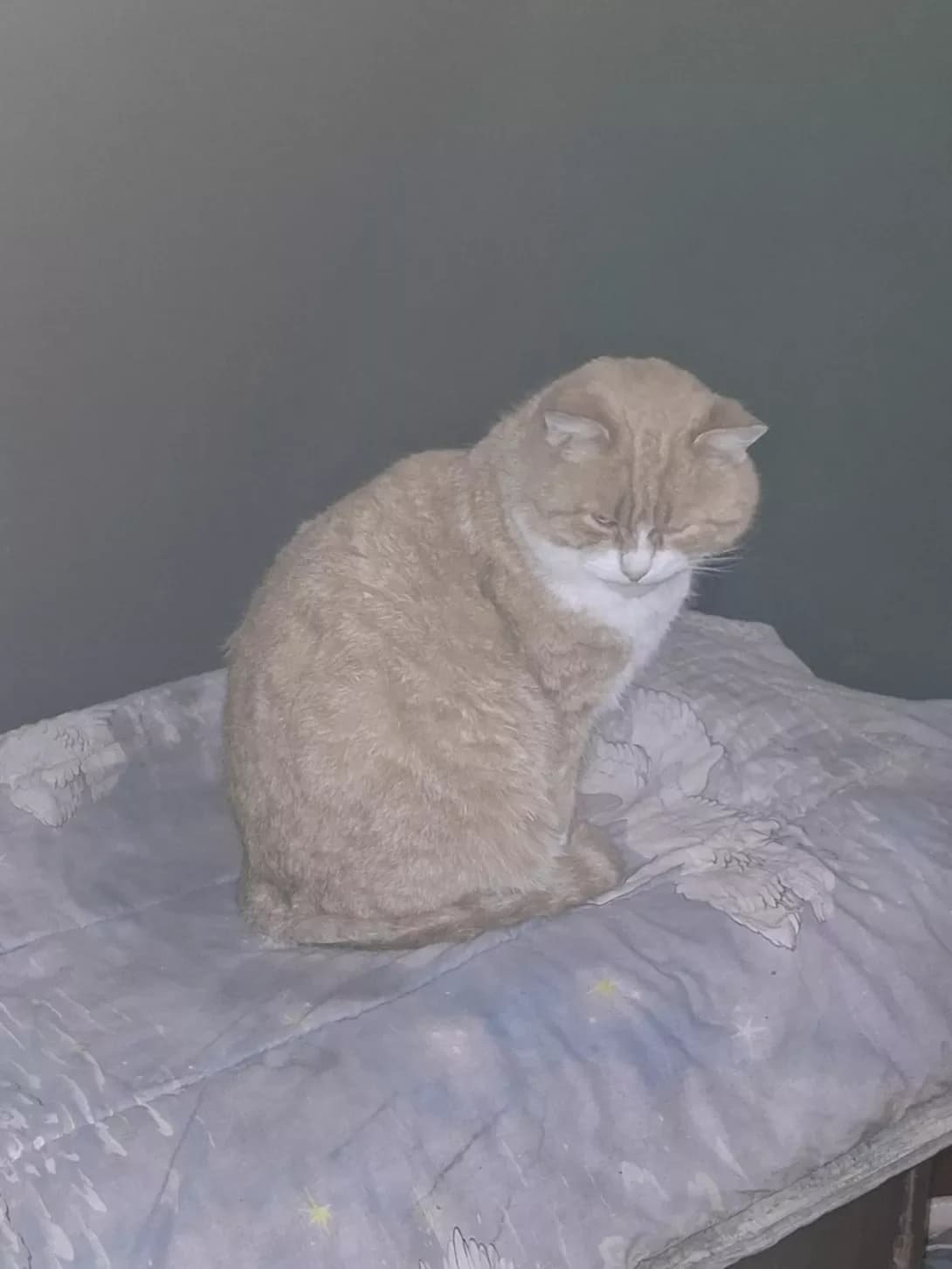 Chilgay (Чілгай), Mixed Breed (Happy Paw Kyiv Oblast)