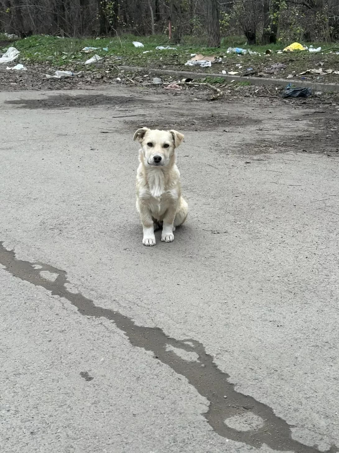 Baton (Батон), male puppy Mixed Breed for adoption at Happy Paw Dnipro