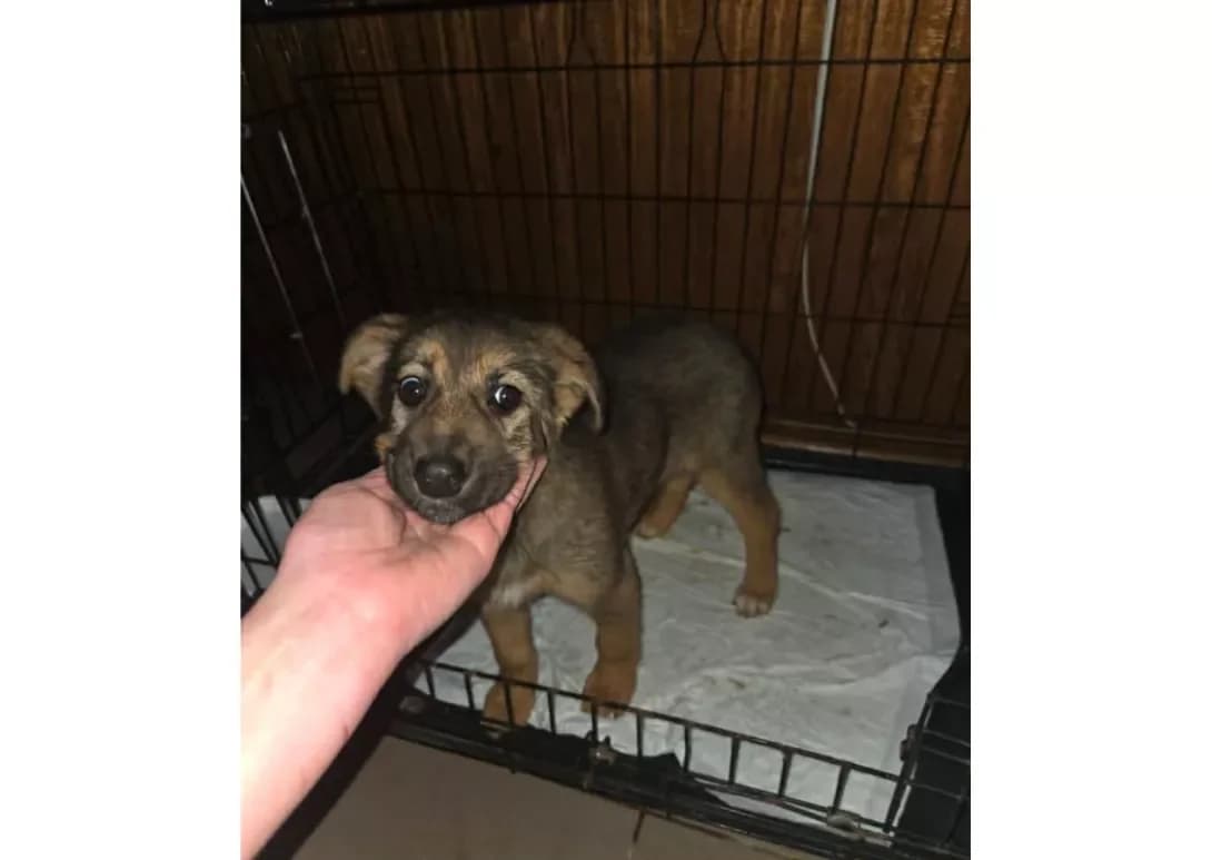 Divchinka (Дівчинка), female puppy Mixed Breed for adoption at Happy Paw Kyiv