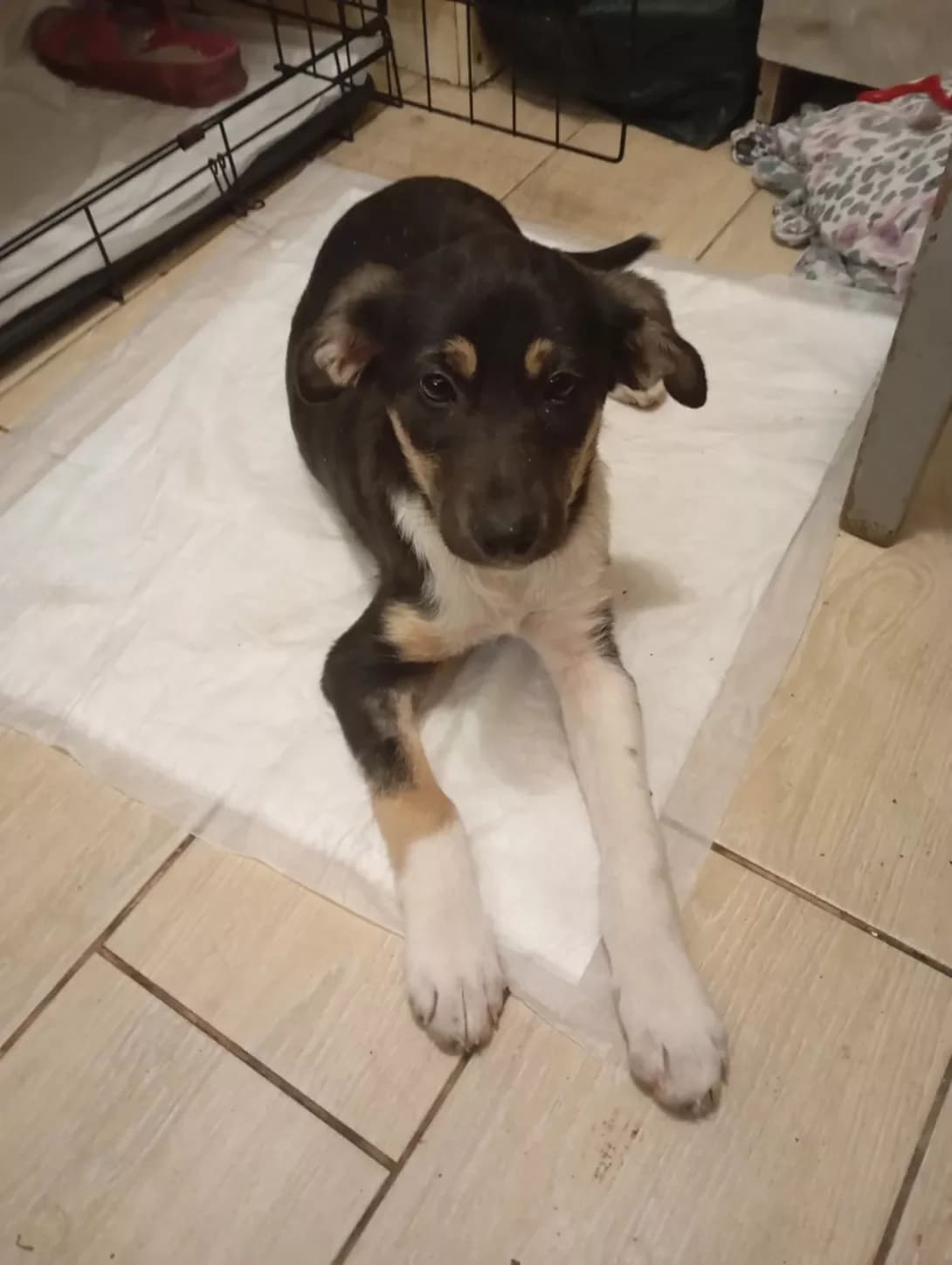 Bona (Бона), female puppy Mixed Breed for adoption at Happy Paw Kirovohrad