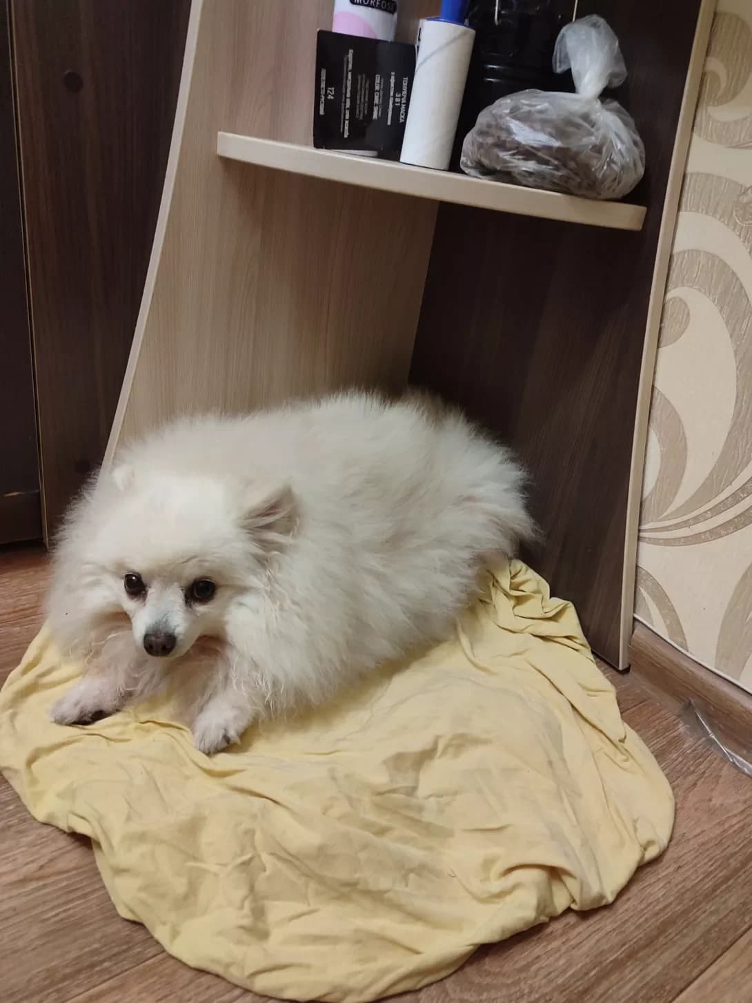 Bella (Белла), female 4yo Mixed Breed for adoption at Happy Paw Kyiv