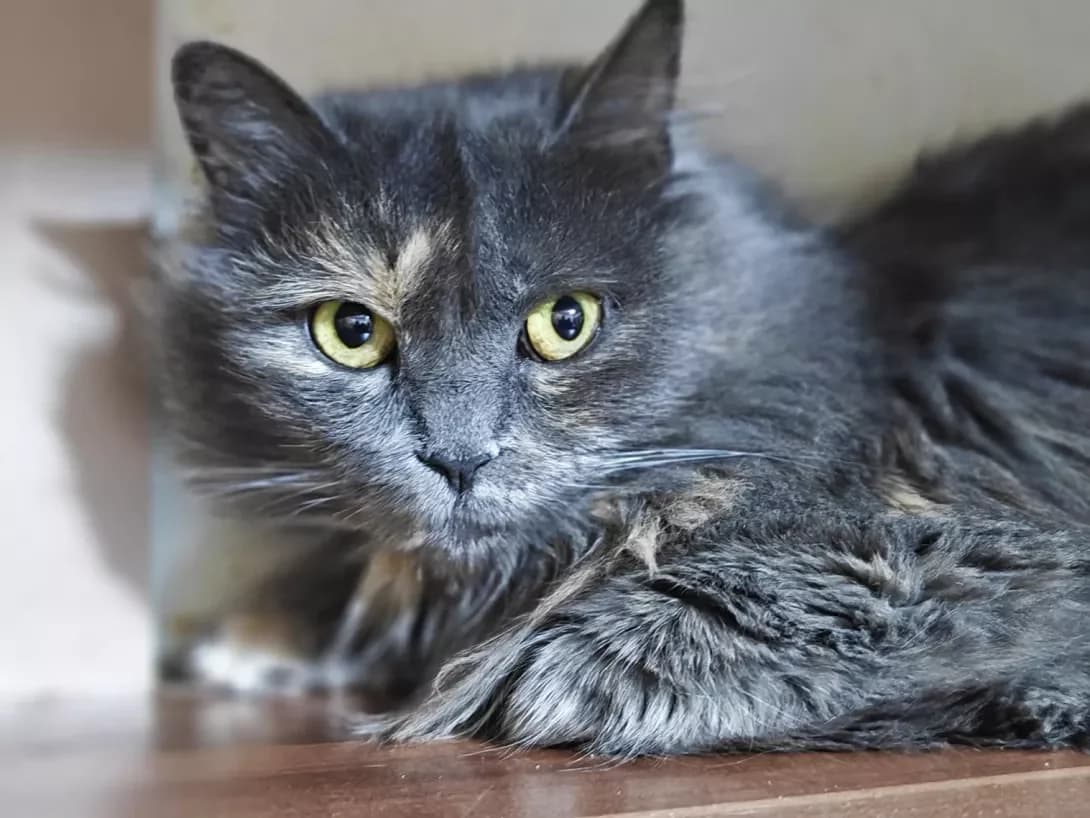 Barbi (Барбі), Mixed Breed (Happy Paw Kyiv)