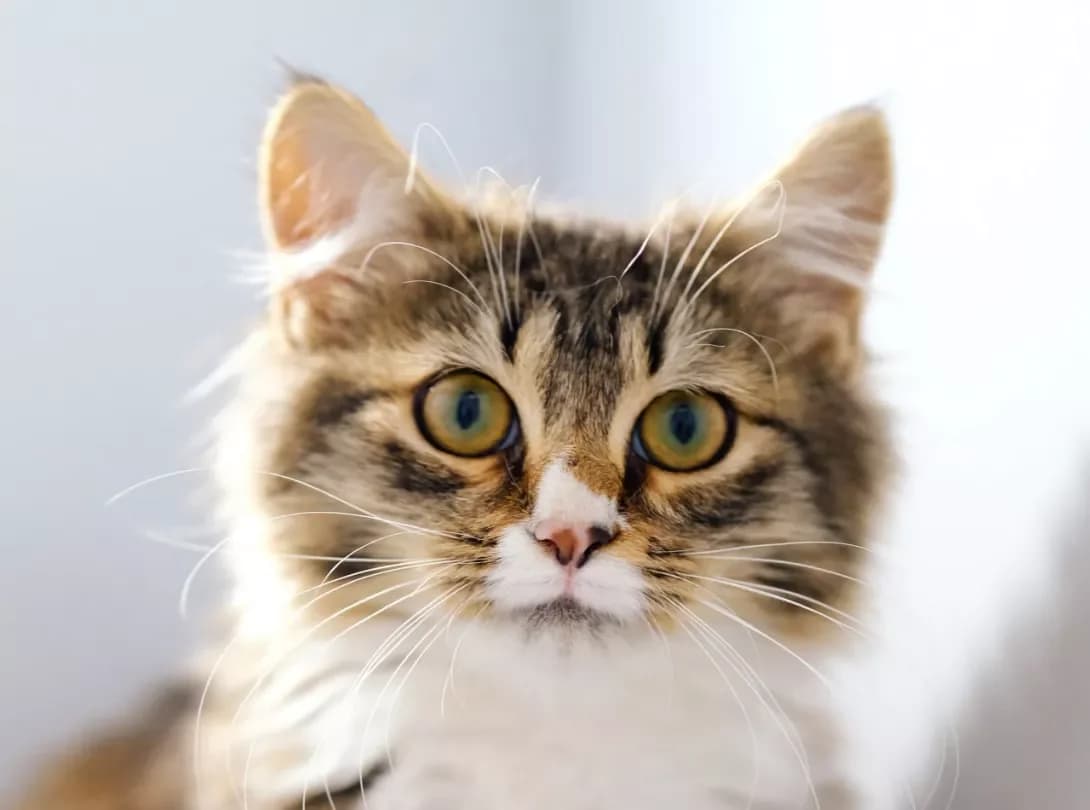 Rosinka (Росинка), Mixed Breed (Happy Paw Kyiv)