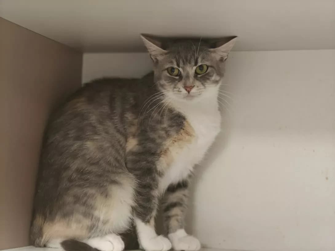 Mishel (Мішель), Mixed Breed (Happy Paw Kyiv)