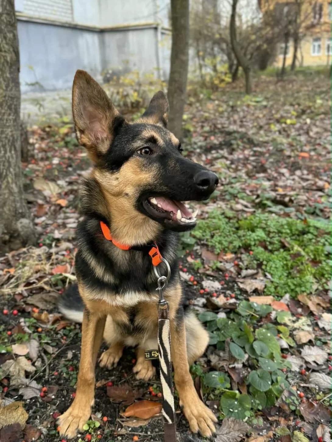 Sabina (Сабіна), Mixed Breed (Happy Paw Dnipro)