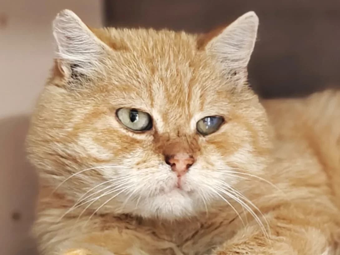 Korzhik (Коржик), Mixed Breed (Happy Paw Kyiv)