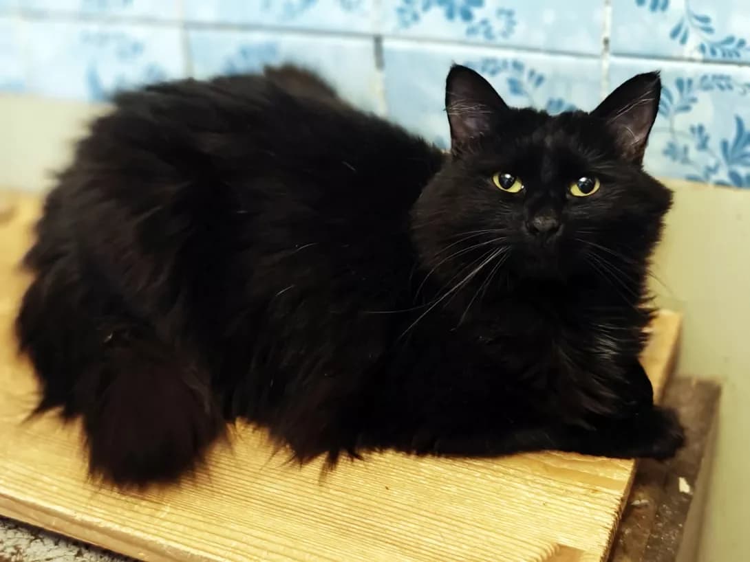 Muza (Муза), Mixed Breed (Happy Paw Kyiv)