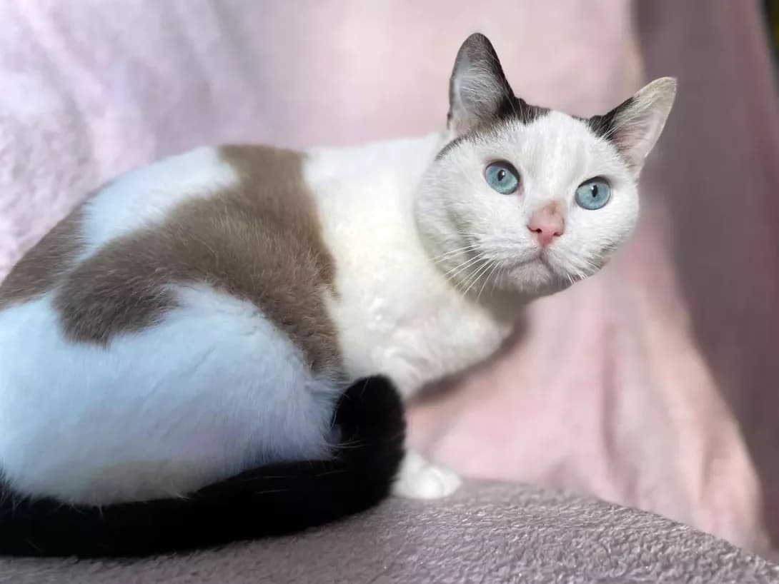 Voloshka (Волошка), Mixed Breed (Happy Paw Kyiv)