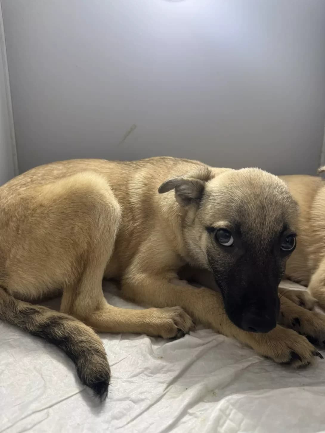 Dzhessi (Джессі), female puppy Mixed Breed for adoption at Happy Paw Dnipro