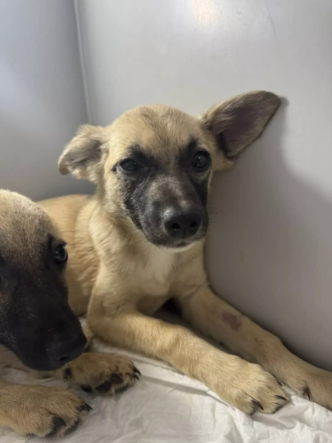 Maks (Макс), male puppy Mixed Breed for adoption at Happy Paw Dnipro