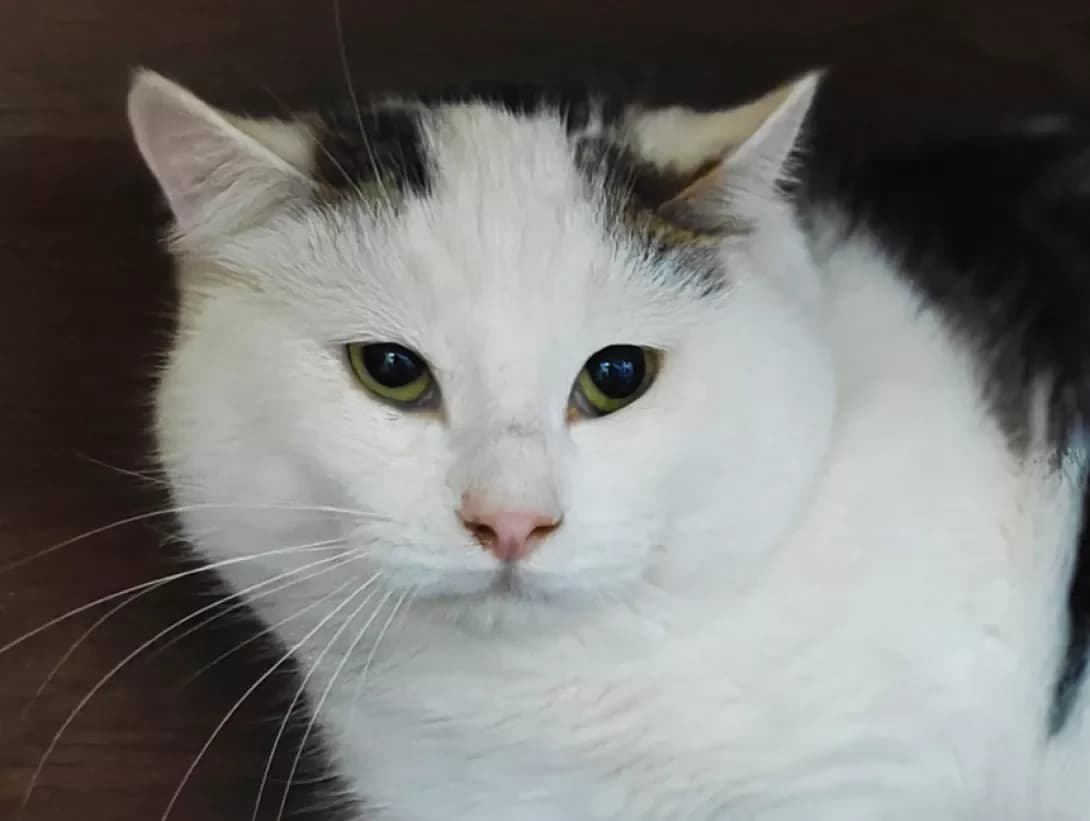 Kristian (Крістіан), Mixed Breed (Happy Paw Kyiv)