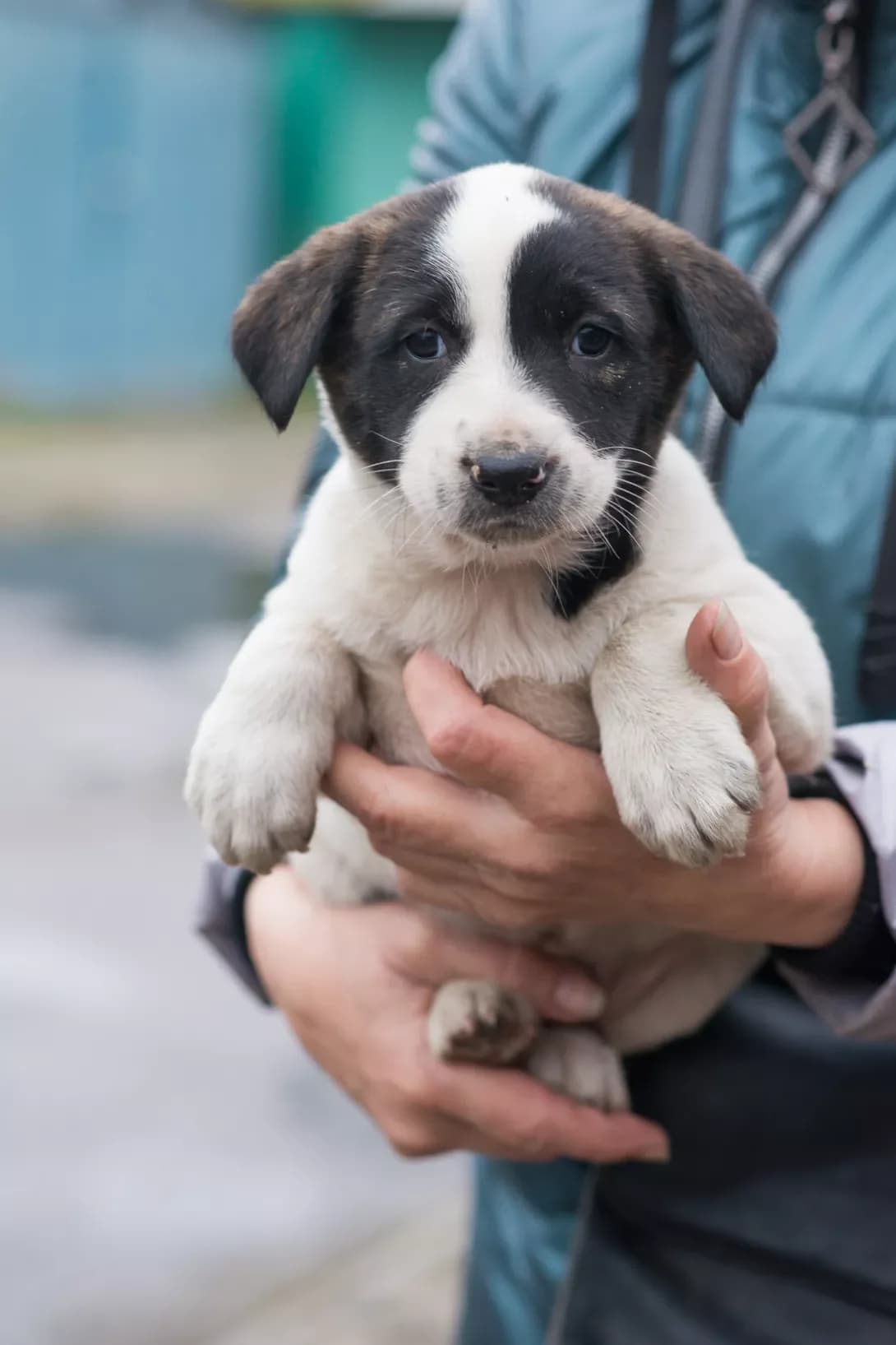 Lota (Лота), female puppy Mixed Breed for adoption at Happy Paw Kyiv
