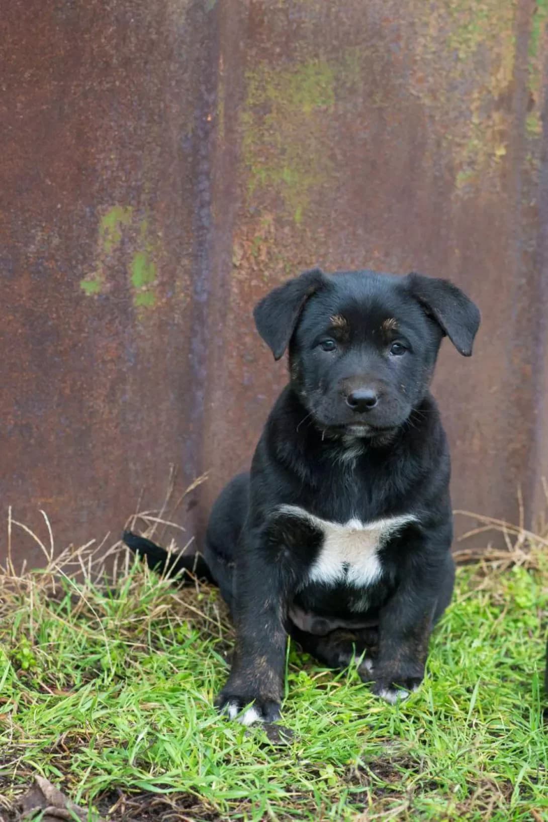 Aza (Аза), Mixed Breed (Happy Paw Kyiv)