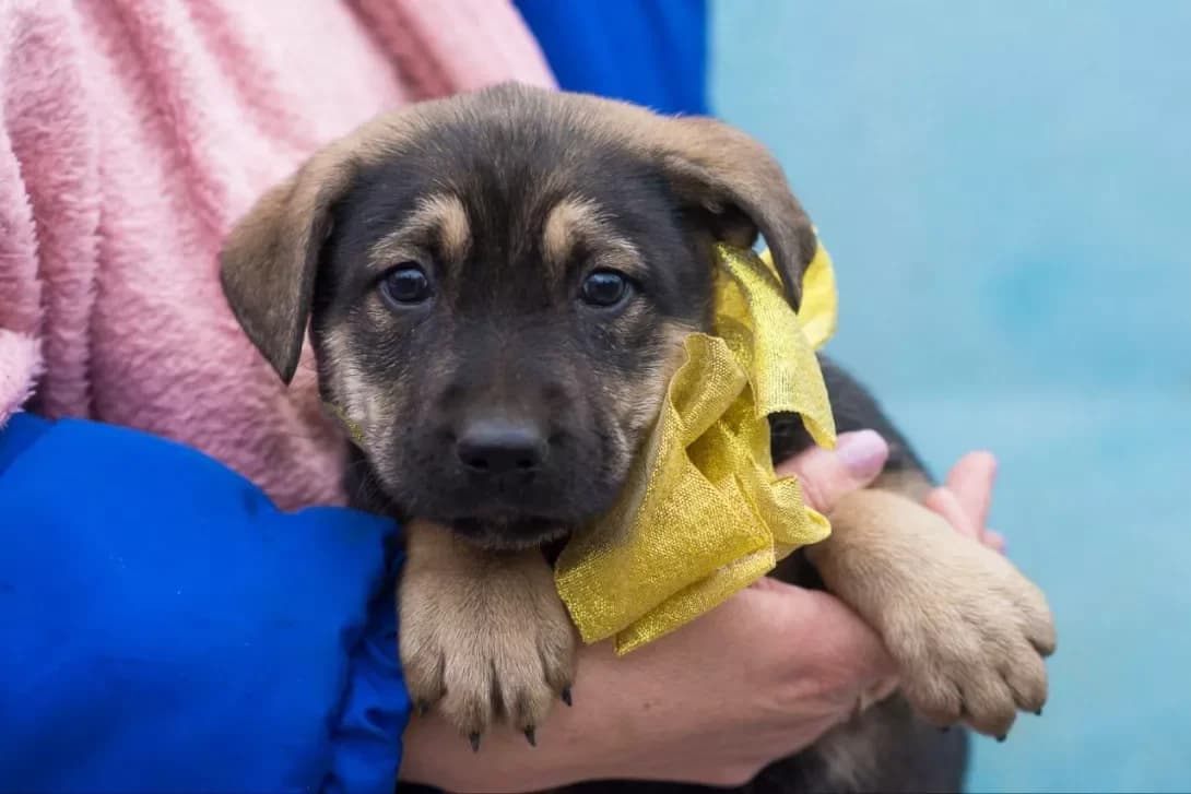 Basya (Бася), female puppy Mixed Breed for adoption at Happy Paw Kyiv