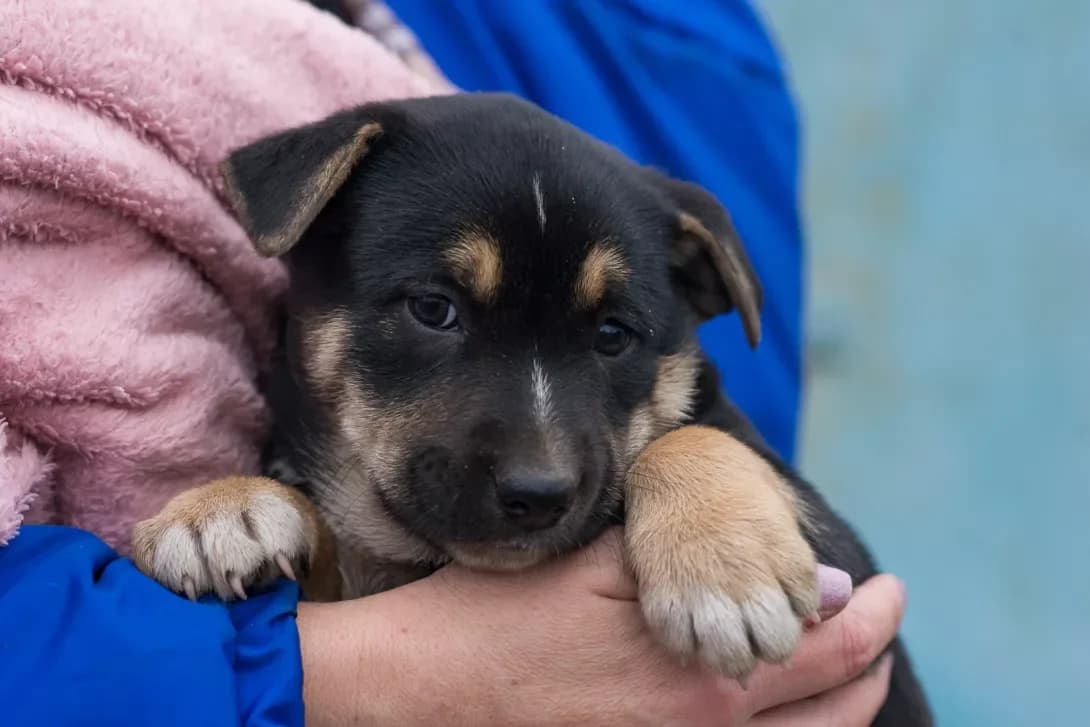 Betsi (Бетсі), female puppy Mixed Breed for adoption at Happy Paw Kyiv