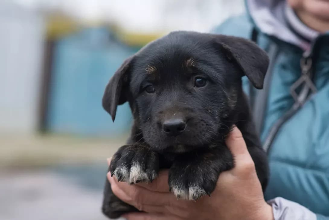 Dzhek (Джек), male puppy Mixed Breed for adoption at Happy Paw Kyiv