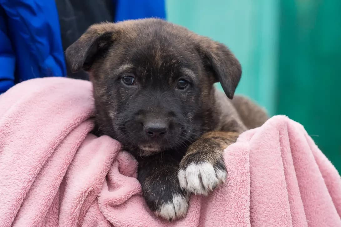 King (Кинг), male puppy Mixed Breed for adoption at Happy Paw Kyiv