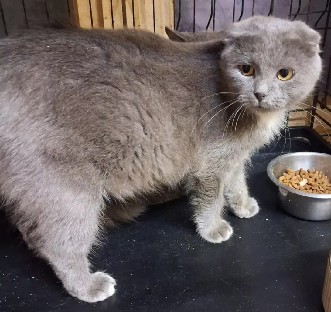 Dimka (Димка), Mixed Breed (Happy Paw Poltava)