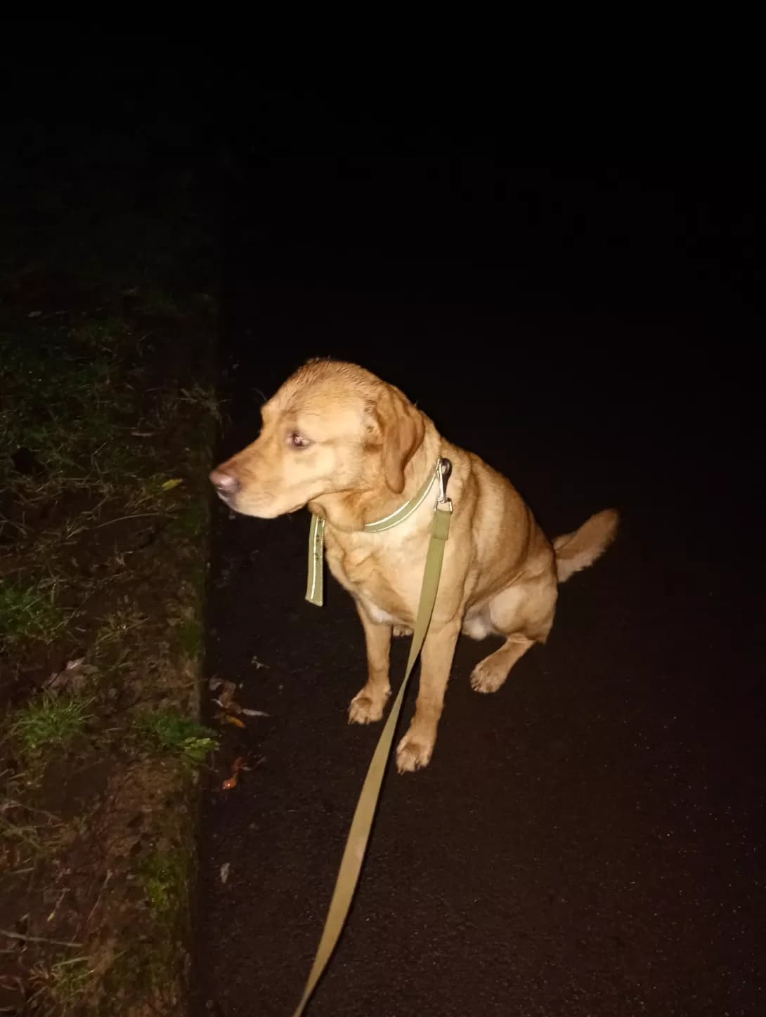 Majson, male 7yo Mixed Breed for adoption at Happy Paw Zakarpattia Oblast