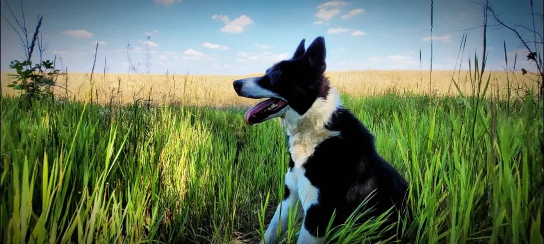 Odin (Одін), male senior Mixed Breed for adoption at Happy Paw Zaporizhzhia