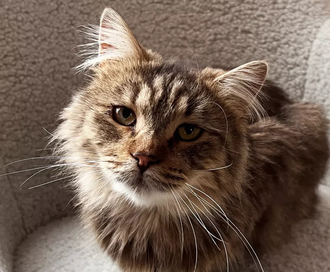 Serezhenka (Сереженька), Mixed Breed (Happy Paw Kyiv)