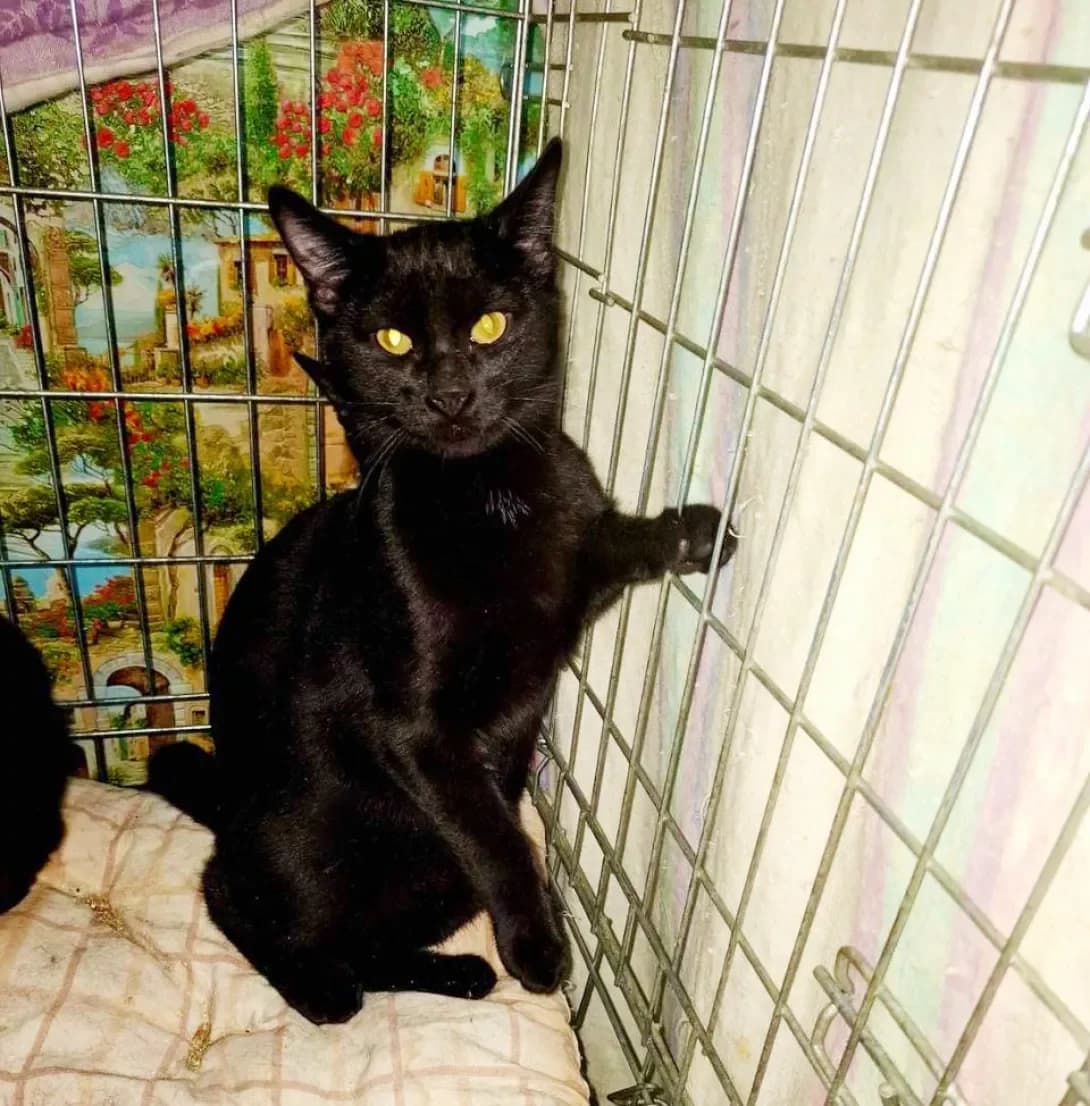 Zherom (Жером), Mixed Breed (Happy Paw Kyiv)