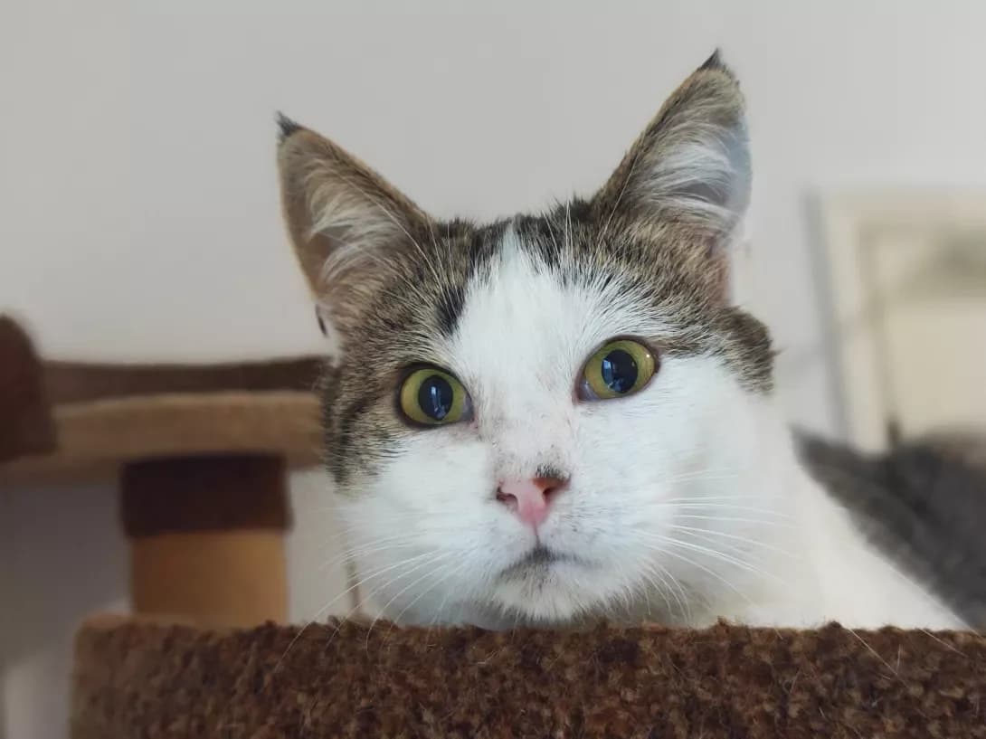 Stella (Стелла), Mixed Breed (Happy Paw Kyiv)