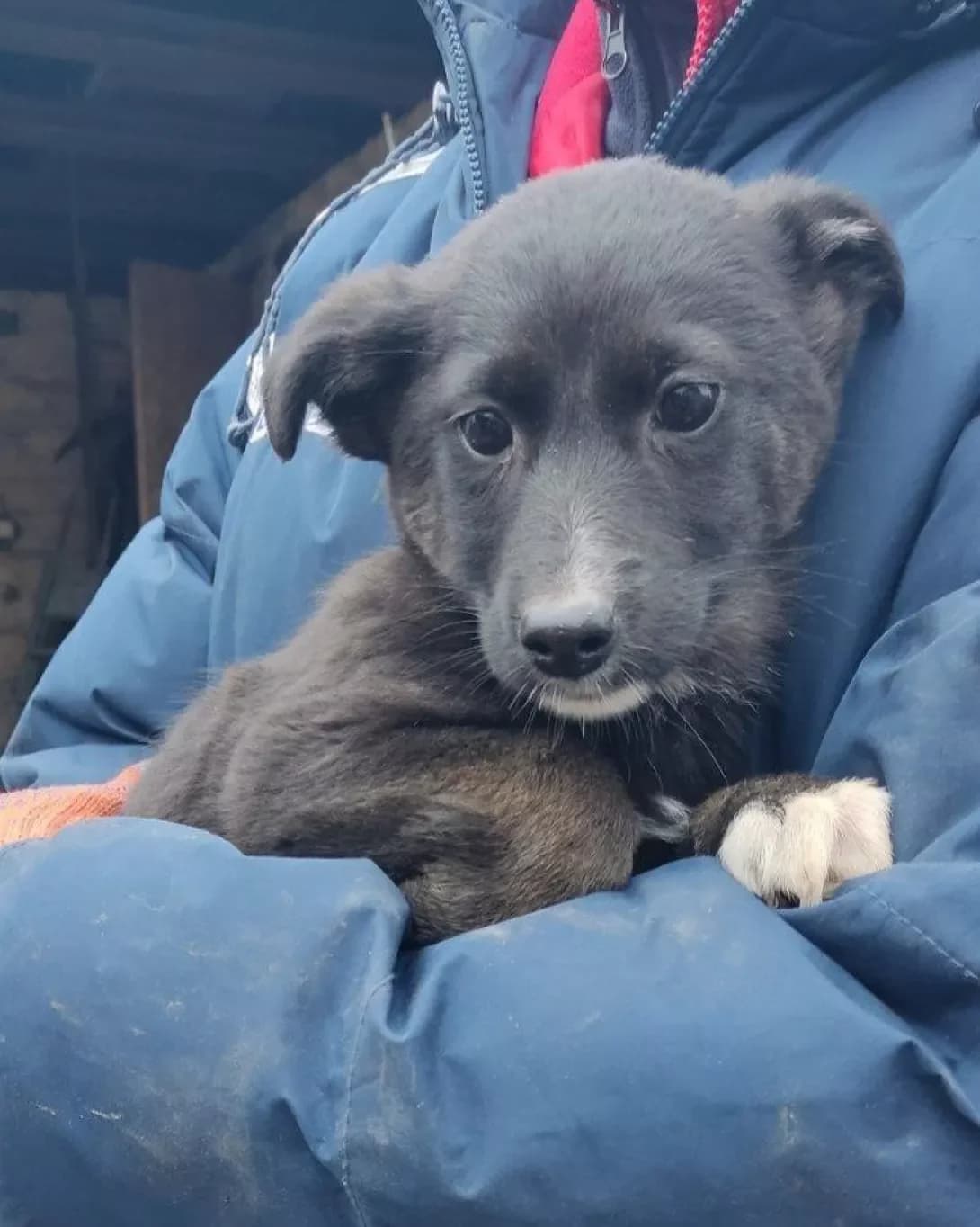 Chornusha (Чорнуша), female puppy Mixed Breed for adoption at Happy Paw Dnipro