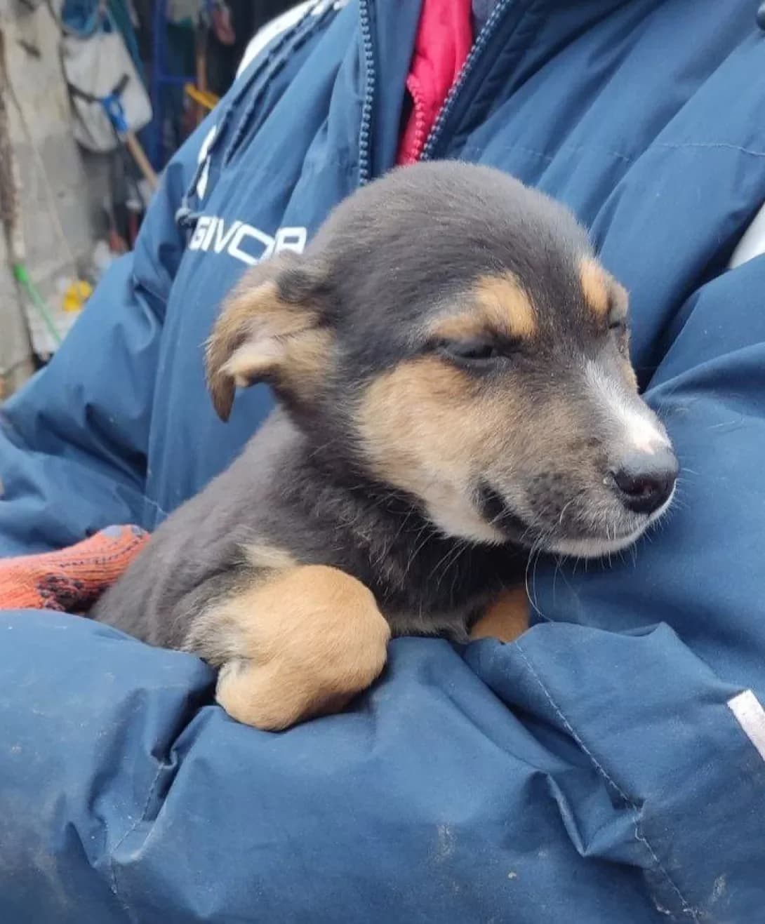 Lola (Лола), female puppy Mixed Breed for adoption at Happy Paw Dnipro