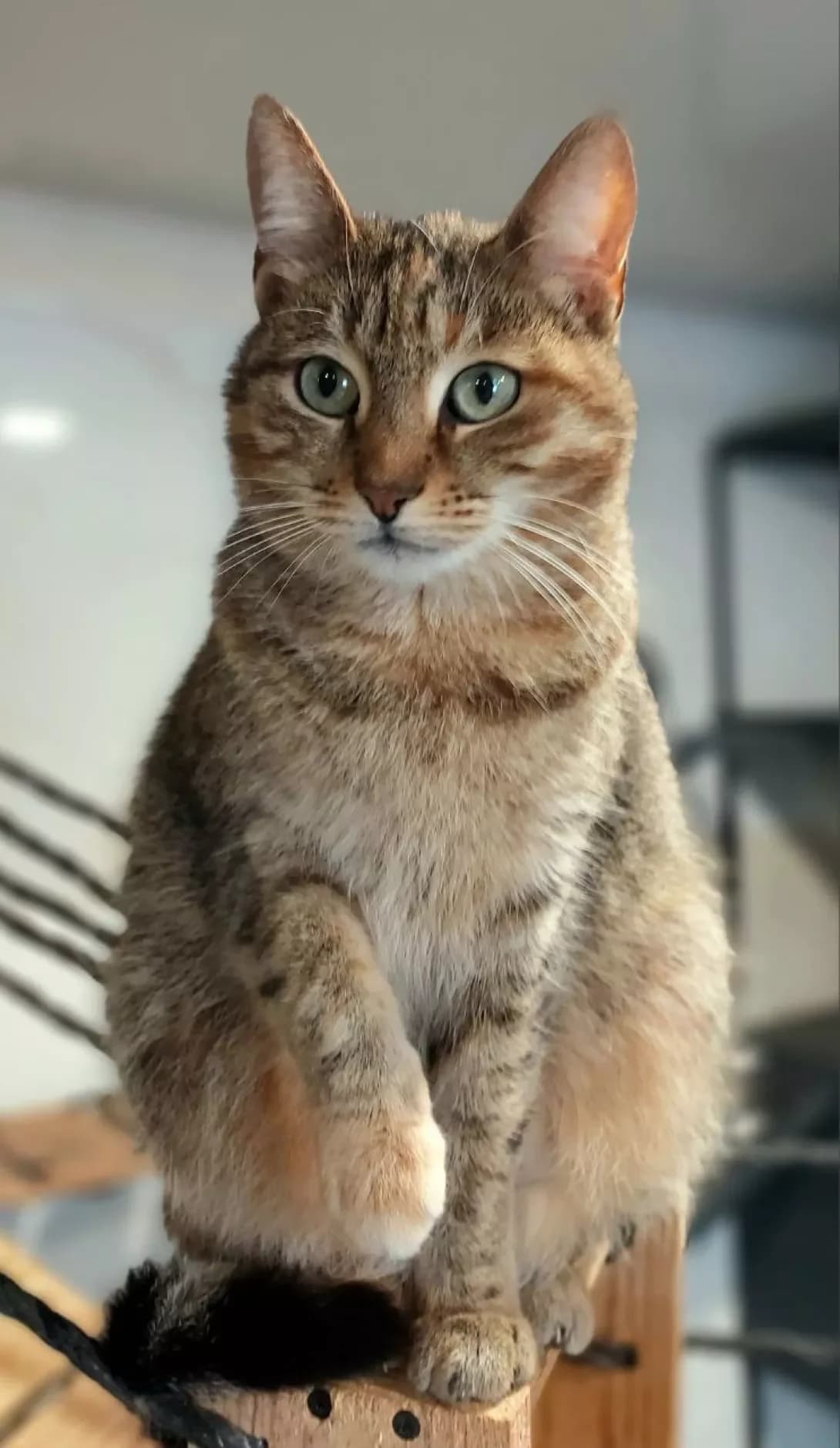 Ariana (Аріана), Mixed Breed (Happy Paw Kyiv Oblast)