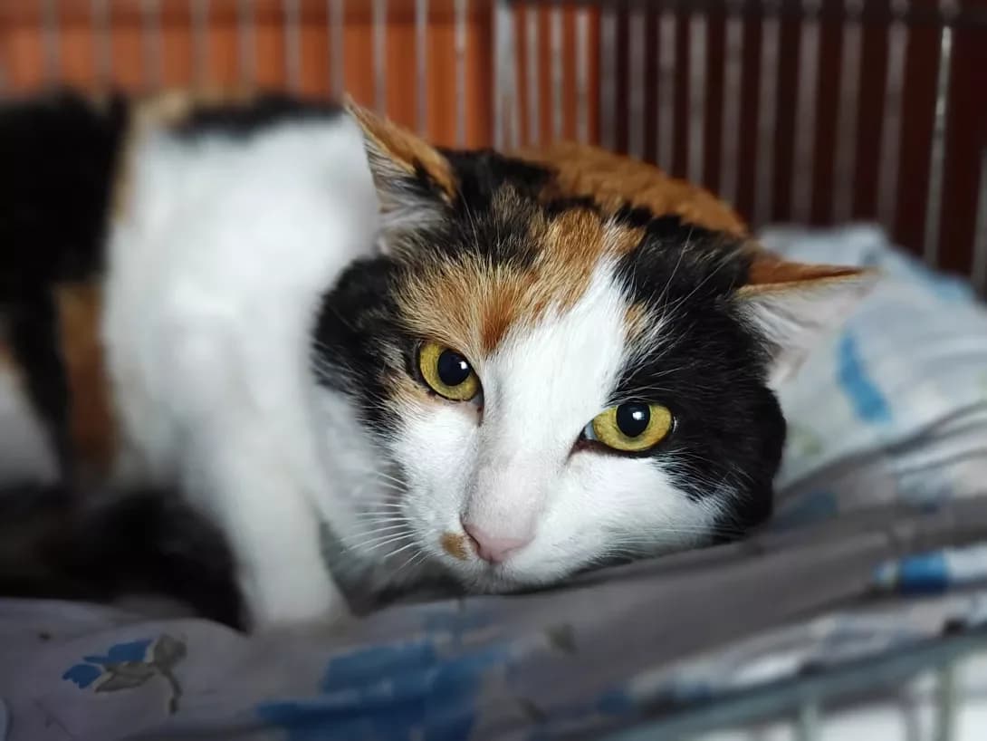 Khurma (Хурма), Mixed Breed (Happy Paw Kyiv)