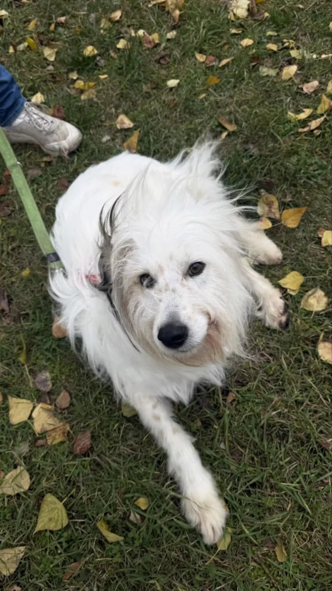 Bilochka (Білочка), female 3yo Mixed Breed for adoption at Happy Paw Kyiv