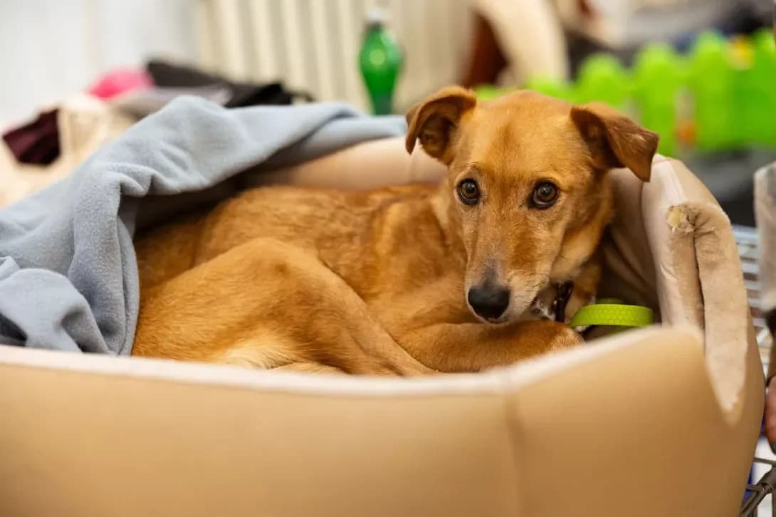 Ayka (Айка), female young Mixed Breed for adoption at Happy Paw Kyiv