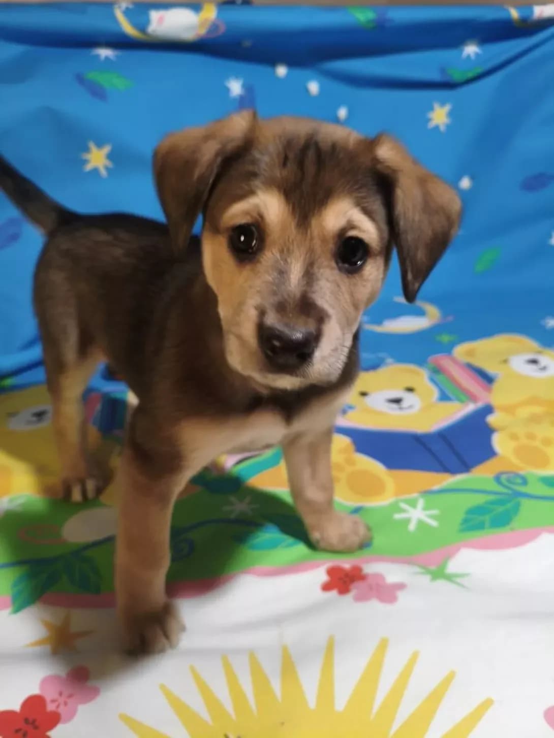 Rori (Рорі), male puppy Mixed Breed for adoption at Happy Paw Kyiv