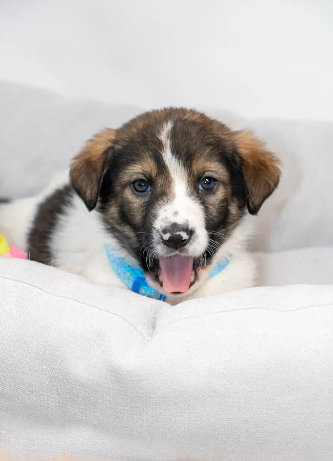 Plombir (Пломбір), male puppy Mixed Breed for adoption at Happy Paw Kyiv Oblast