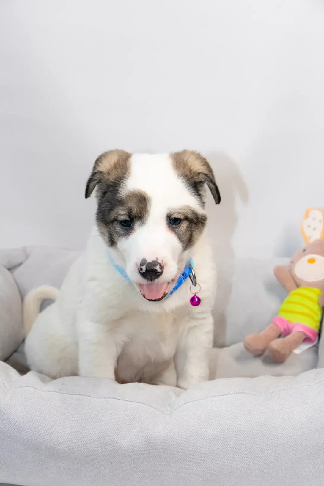Mafin (Мафін), male puppy Mixed Breed for adoption at Happy Paw Kyiv Oblast